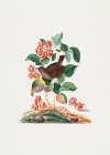 Eurasian Wren Art Print