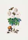 Double flower cultivar Art Print