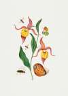 Ladys slipper orchid Art Print