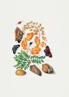 Caesalpinoid Legume Art Print