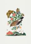 Northern Wheatear Art Print
