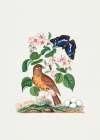 Flycatcher Art Print