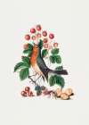 European Robin and Wild Strawberry Art Print