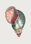 Agate Bulla Art Print