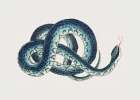 Fasciated Snake Art Print