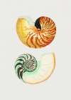 Great Nautilus Art Print