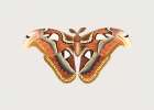 Atlas Moth Art Print