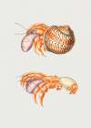 Diogenes Crab Art Print