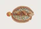 Argus Flounde Art Print