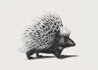 Illustration of Porcupine Art Print