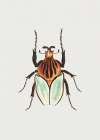 Cacique Beetle Art Print