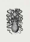 Eight Armed Cuttlefish Art Print