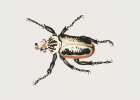 Goliath Beetle Art Print
