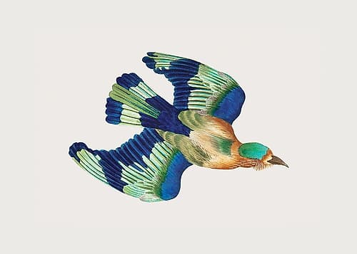 Ceylonese Roller Art Print