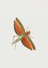 Imperial Locust Art Print