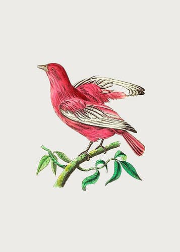 Pompadour Chatterer Art Print