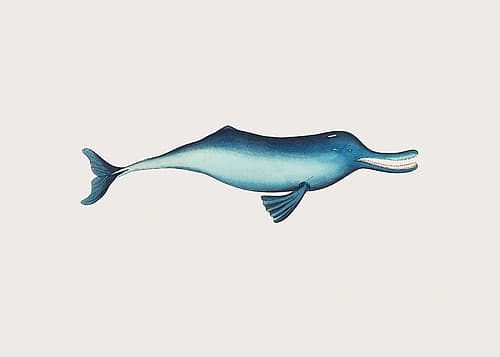 Gangetic Dolphin Art Print
