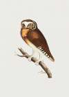 White Fronted Owl Art Print