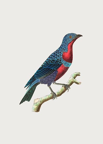 Purple Breasted Chatterer Art Print
