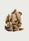 Lettuce Madrepore Art Print