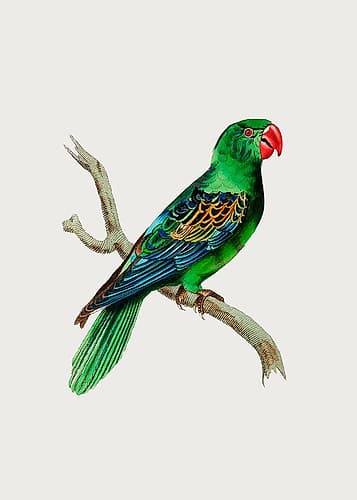 Great Billed Parrot Art Print