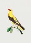 Golden Oriole Art Print
