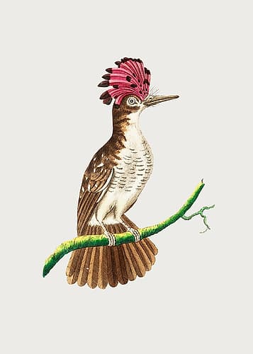 Crested Tody Art Print