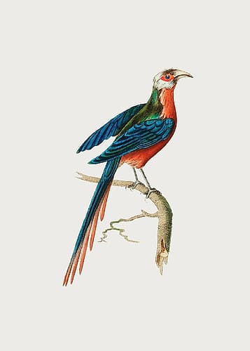 Curve Billed Cuckoo Art Print