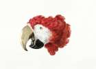 Macaw Art Print