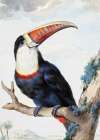 Red Billed Toucan Art Print