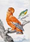 Two Exotic Birds Art Print