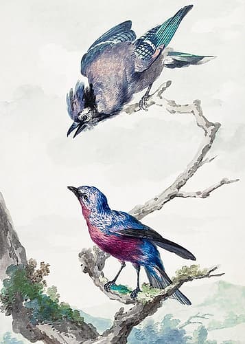 Two Birds  a Blue Jay and a Purple Breasted Cotinga Art Print