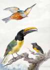 Three Birds  a Kingfisher Art Print