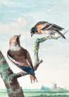 Two Birds  Hawfinch Art Print