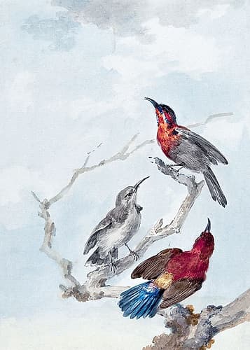 Three Crimson Sunbirds Art Print