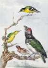 Four Different Birds On a Branch Art Print