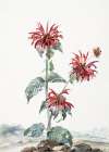 A Red Bergamot In a Landscape Art Print