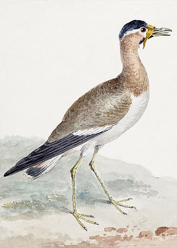 A Yellow Wattled Lapwing Art Print