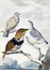 Three Birds Art Print