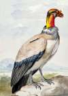 Stone Curlew Art Print
