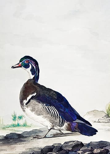 A Duck Art Print