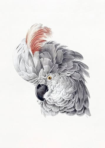 Cockatoo Head Art Print