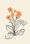 Primulas Flowers Art Print