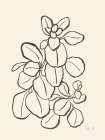 Kalanchoe Plant Art Print