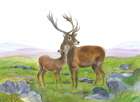 Stag and Young Hind Art Print