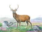 Moreland Stag Art Print