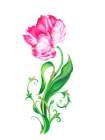 Single Parrot Tulip Re Worked Art Print