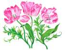 Three Parrot Tulips Art Print
