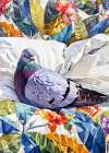 Animal Watercolor Art Bird Dove Pigeon 1 Art Print