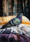 Animal Watercolor Art Bird Dove Pigeon 3 Art Print